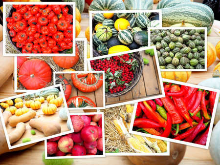 Colorful autumn collage, Collage of different pumpkins. Vegetarian food, harvest, agriculture.の写真素材