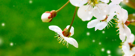 White flower and fruit shrubs in the garden