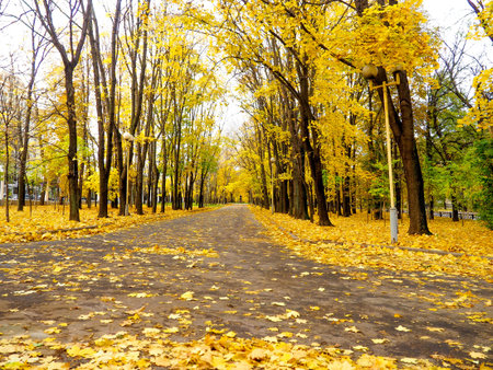 Colorful foliage in the autumn park. yellow autumn leaves as background