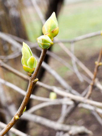 branches, budding leaves in the spring, the spring forest