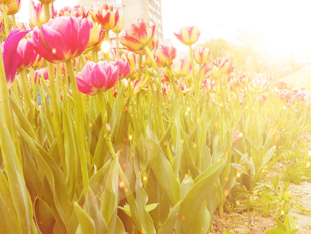 Field with tulips at sunrise in spring, Tulips for women, Red, yellow, white tulips in garden on a...