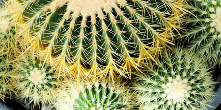 Succulent plant, Echinocactus grusonii succulent