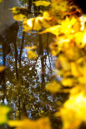 autumn background with maple leaves, natural autumn sceneの写真素材