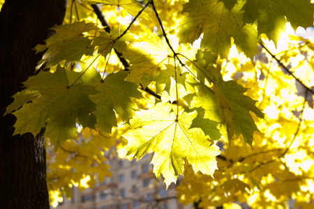 autumn background with maple leaves.