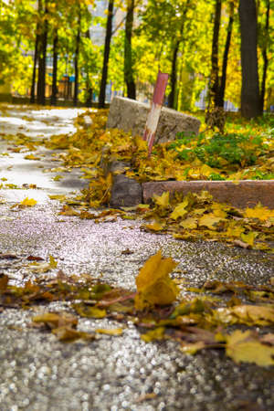 autumn background with maple leaves.の写真素材