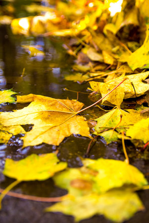 autumn background with maple leaves.