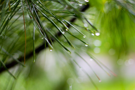 Pine tree with a macro dew on it.