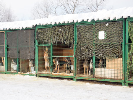 Dog in animal shelter, homeless dog in the cage.