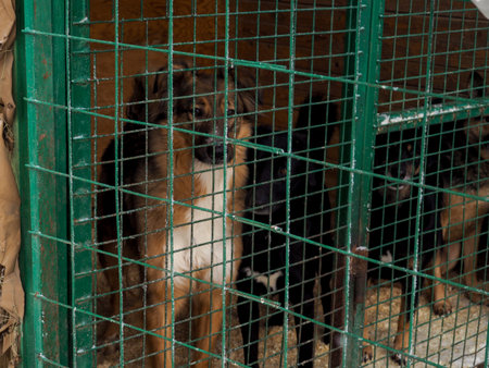 Dog in animal shelter, homeless dog in the cage.