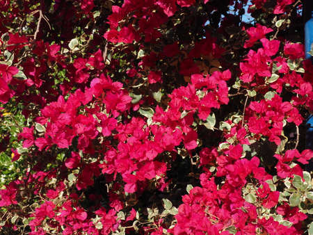 phlox subulata flowers backgroundの写真素材
