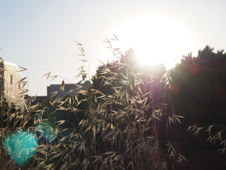 Oat field at sunset, wild oats as a background, solar flare.の写真素材