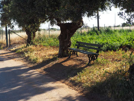 bench sitting in shade under tree. lonely bench in the summerの写真素材