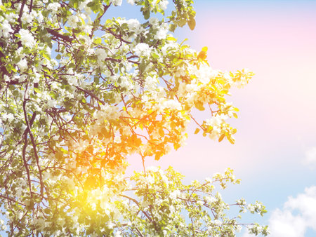 Blossom tree over nature background Spring flowers Spring Background.