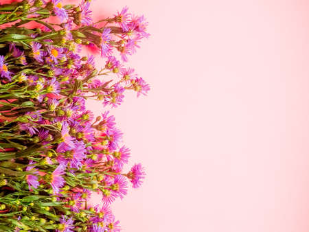 a field of small blue flowers on a pink background, as an underlay, background, space for text.の写真素材