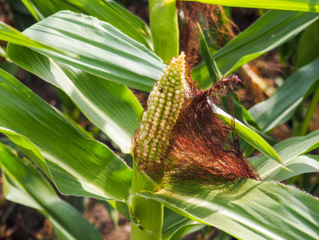 Corn on the stalk in the field