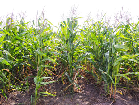 Corn on the stalk in the field.の写真素材