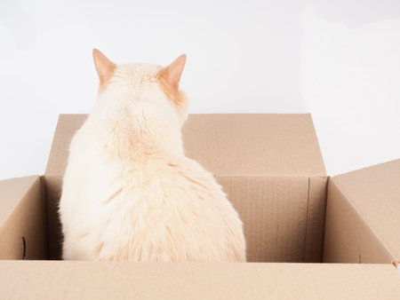 Ginger tomcat lying in the paper box, cardboard box with a cat on white background.