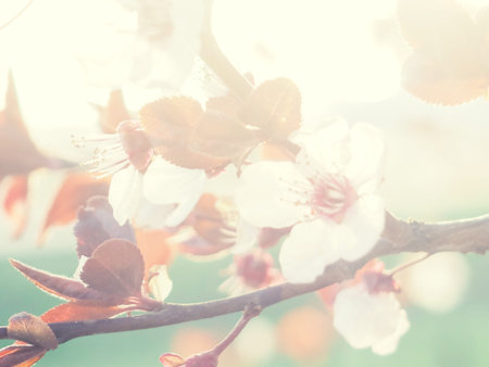 Spring border or background art with pink blossom. Beautiful nature scene with blooming tree and sun...