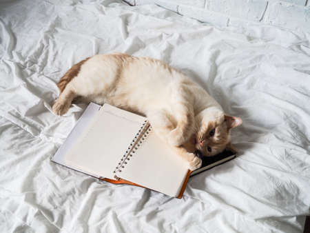 white red cat lying on a white bed against a brick wall, resting, freelance work from home, online profession. the cat is playing with a Notepadの写真素材