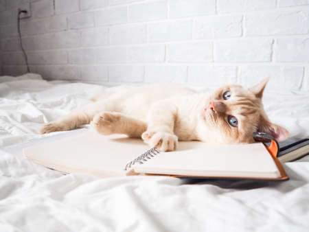 white red cat lying on a white bed against a brick wall, resting, freelance work from home, online profession. the cat is playing with a Notepadの写真素材