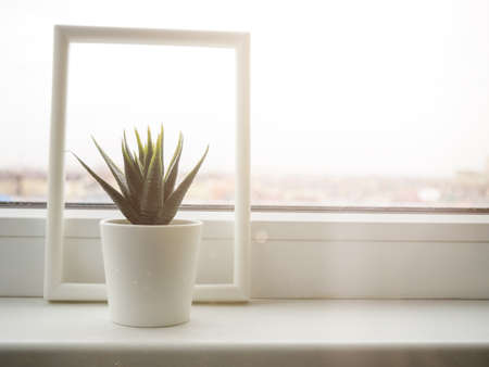 Green plant on the windowsill. artificial flower in a white pot on the windowsill.の写真素材