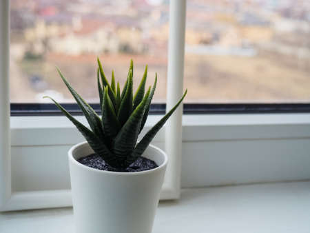 Green plant on the windowsill. artificial flower in a white pot on the windowsill.の写真素材