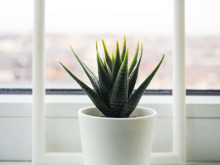 Green plant on the windowsill. artificial flower in a white pot on the windowsill.の写真素材