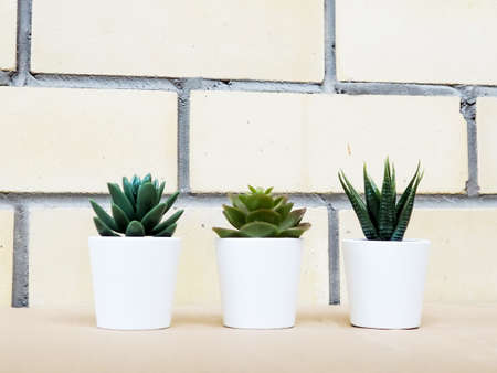 A tree pot against orange brick wall.の写真素材