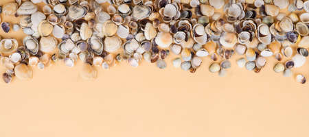 Handcraft materials, lots of shells. many small shells as a banner, background, space for text.の写真素材