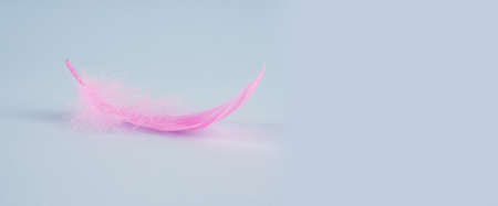 delicate pink feather on a blue background, a banner for the site, a beautiful postcard and a place for the text, care, critical days for women.の写真素材