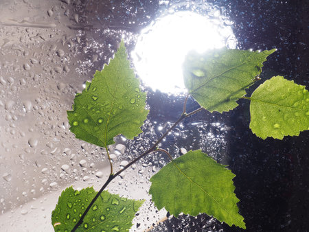 Green leaf water drop on glass windows wet moisture environment. Green water drop wet moisture environment, Nature fresh raining season concept.の写真素材