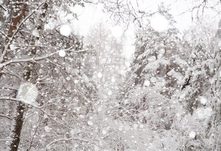 Trees with snow in winter park
