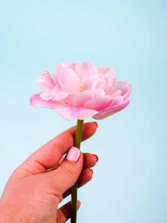Pink Tulip With Hand. Beauty backgrounds. one delicate flower in his hands.