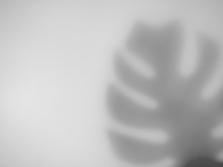 Abstract gray shadow background of natural leaves tree branch falling on white wall texture for...