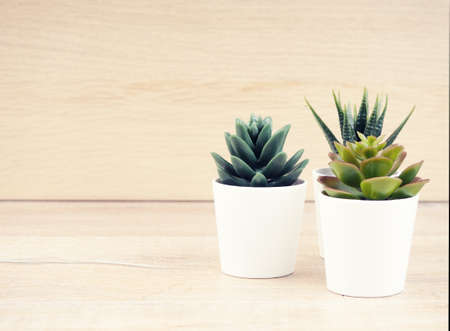 cactus in a pot wood. Different Succulents And Cactus In Pots. succulents on wooden background, copy space for your design.の写真素材