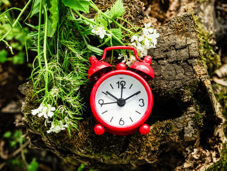 alarm clock on a stump with a bouquet of herbs, nature, nature time, meditation, time spring, summer.の写真素材