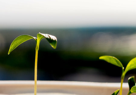 Young Plant Growing In Sunlight, Growing Sprout - Beginning Of A New Life. The Sapling are growing...