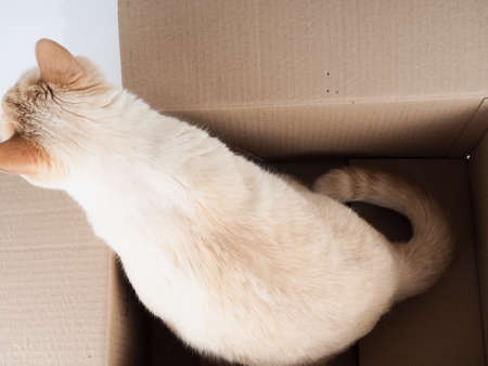 Ginger tomcat lying in the paper box, cardboard box with a cat on white backgroundの写真素材