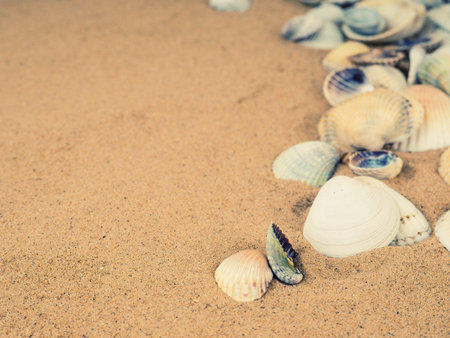 Sea shells with sand as background, Top view. Flat lay.