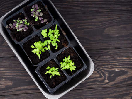 Room seedlings in pots, Seedlings growing in peat pots.の写真素材