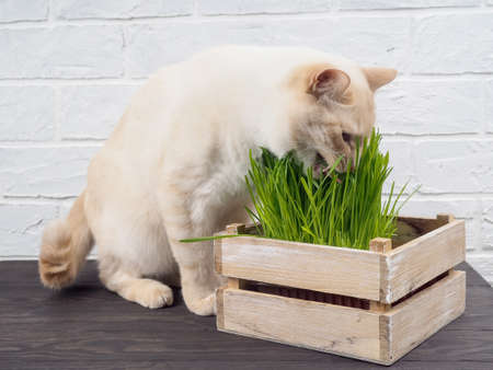 Cat grass, pet grass. Natural herbal treatment, white, red pet cat eating fresh grass, green oats, emotionally, copy space, the concept of the health of Pets.の写真素材