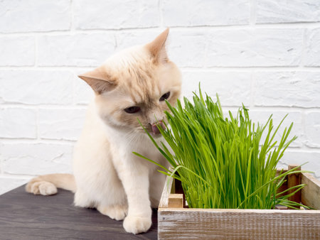 Cat Eating Grass, Beautiful cream tabby cat eating fresh grass on green background. Cat is eating fresh green grass. concept of the health of Pets.