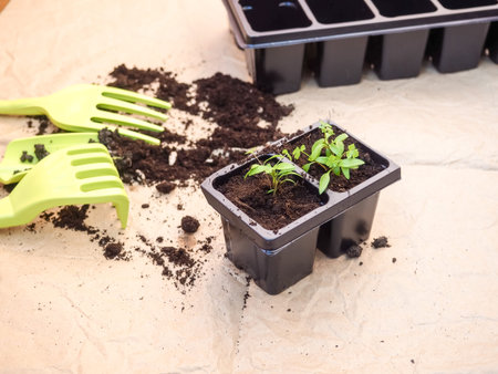 Vegetable seedlings and garden tools, Gardening farming. Seedlings in peat pot with scattered soil...