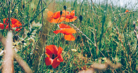 banner Macro photo nature plant flower poppy. Background texture of a blooming wild poppy flower. Image of poppy bud on the fieldの写真素材