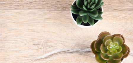 banner Closeup group of cactus in white plastic pot on blurred wood desk and wood wall textured background with copy spaceの写真素材