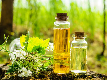 Organic bio alternative medicine, Herbal medicine., bottles of healthy essential oil or infusion and dry medicinal herbs.の写真素材