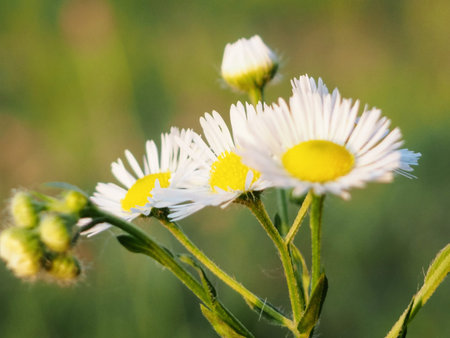 Beautiful chamomile flowers in meadow. Spring or summer nature scene with blooming daisy in sun...