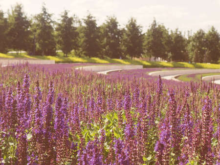 Fresh purple flowers of sage or Salvia divinorum, Salvia officinalis or sage, perennial plant, blue and purplish flowers. Lamiaceaeの写真素材