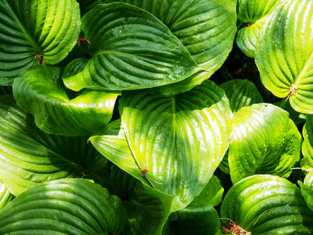 Fresh Green Hosta Plant Leaves after Rain with Water Drops. Botanical Foliage Nature Background. Wallpaper Poster Template. Full Frame Shot Of Plantsの写真素材