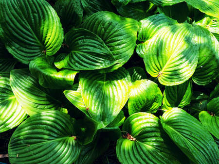 Fresh Green Hosta Plant Leaves after Rain with Water Drops. Botanical Foliage Nature Background. Wallpaper Poster Template. Full Frame Shot Of Plantsの写真素材